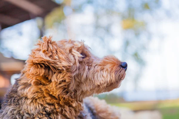 Portrait of dog