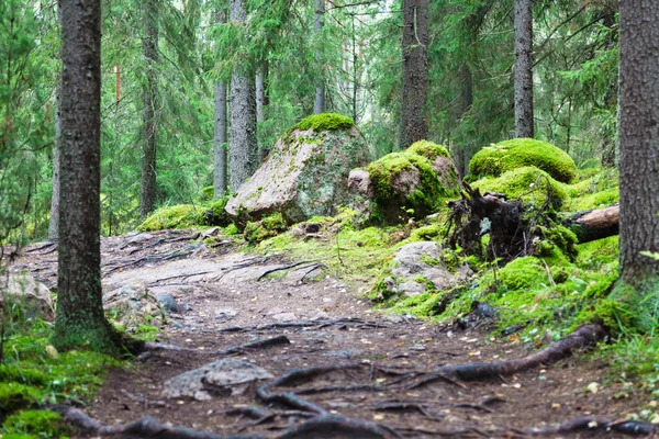 Piedras en el bosque —  Fotos de Stock