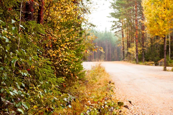 Route d'automne en forêt — Photo