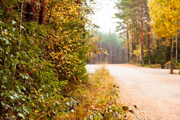 Estrada de outono na floresta — Fotografia de Stock