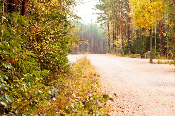 Estrada de outono na floresta — Fotografia de Stock