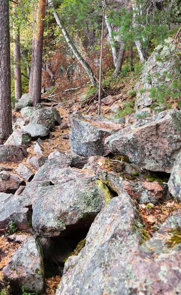 Pedras na floresta — Fotografia de Stock