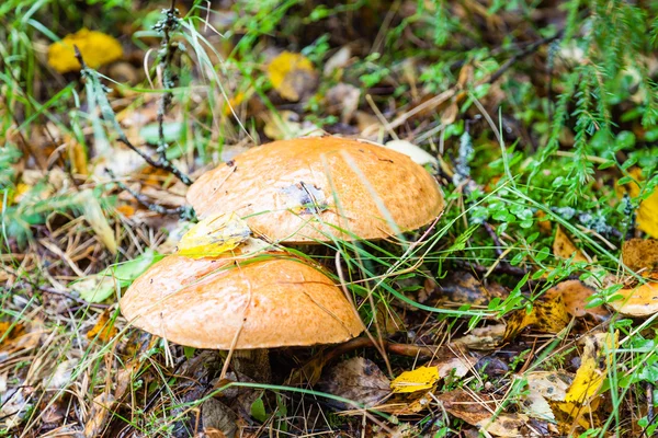 비 후 두 버섯 — 스톡 사진