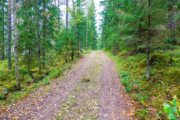 Skogsväg — Stockfoto