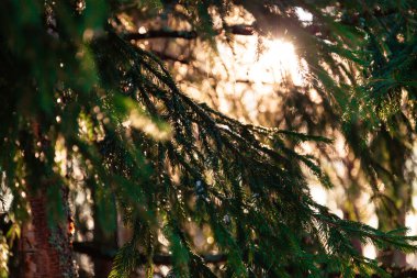 çam ağacı ve güneş