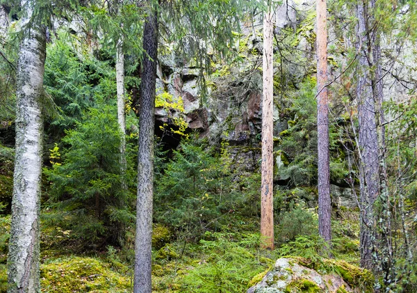 Roca en el bosque —  Fotos de Stock