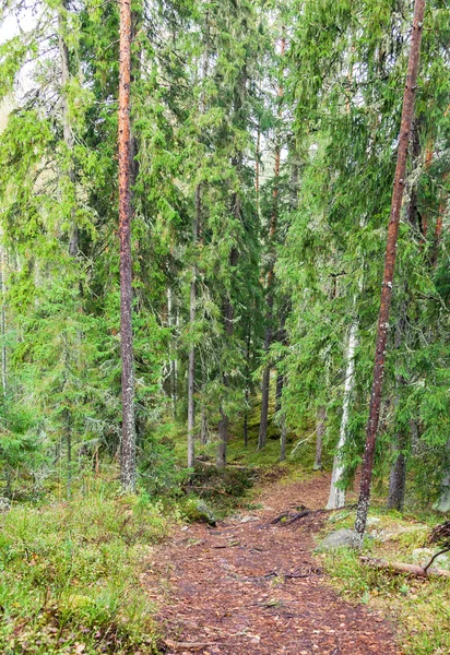 Дорога в зеленому лісі — стокове фото