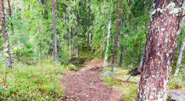 Camino en bosque verde —  Fotos de Stock