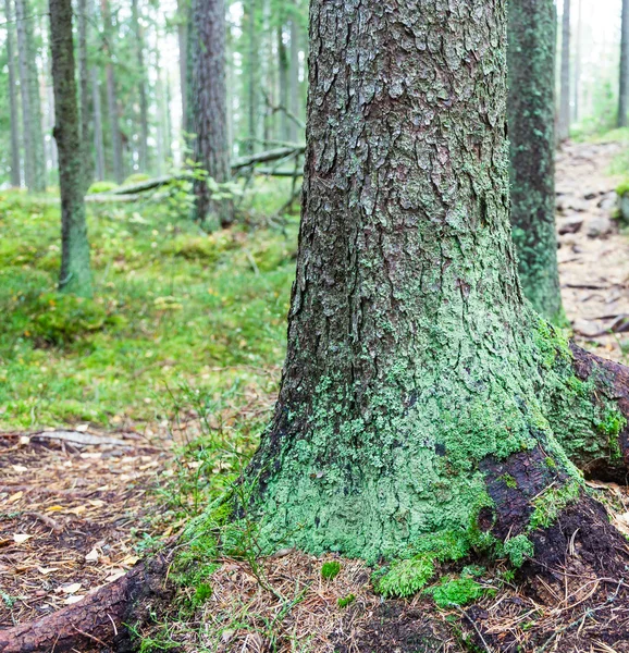 Forêt verte Photo De Stock