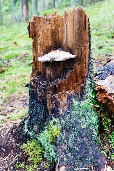 Flora forestal — Foto de Stock