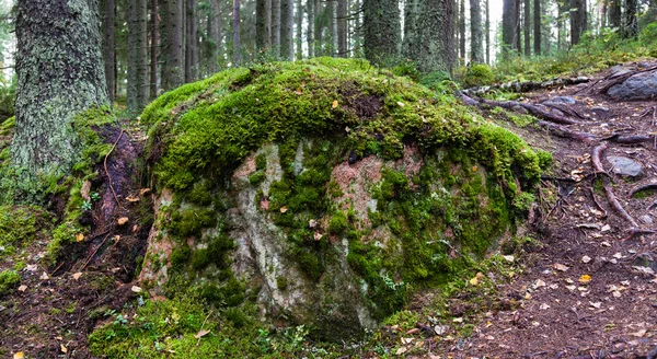 Piedra en madera — Foto de Stock