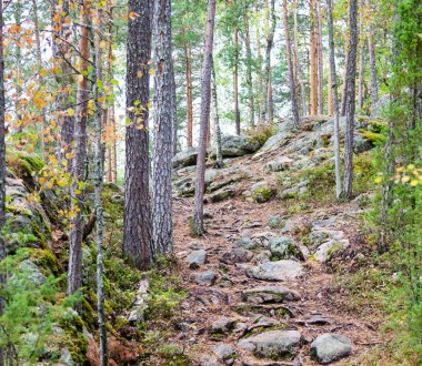 taş ormanı içinde