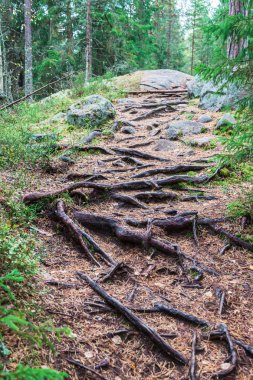Orman kökleri olan yol