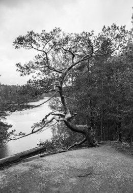 Sahilde çam ağacı