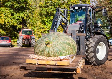 bir traktör ile büyük kabak