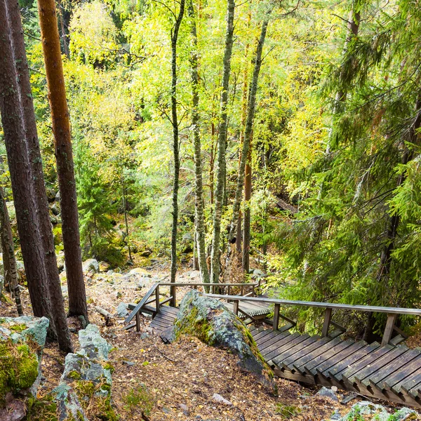 Дерев'яні сходи в лісі — стокове фото