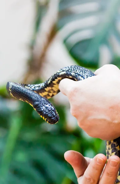 Snake in hands — Stock Photo, Image