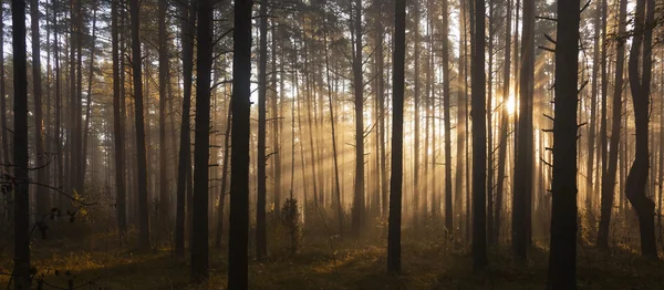 Amanecer en el bosque — Foto de Stock