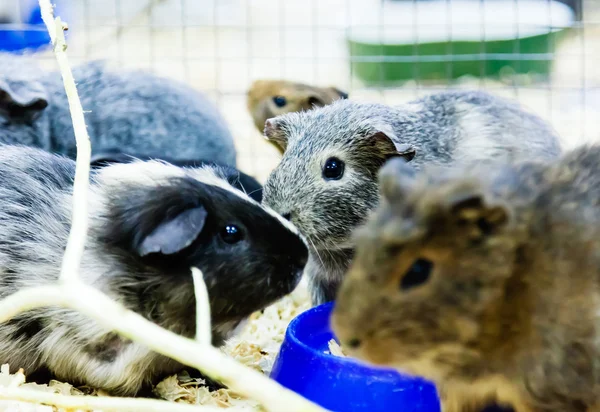 eskiden şiling şimdi pigs