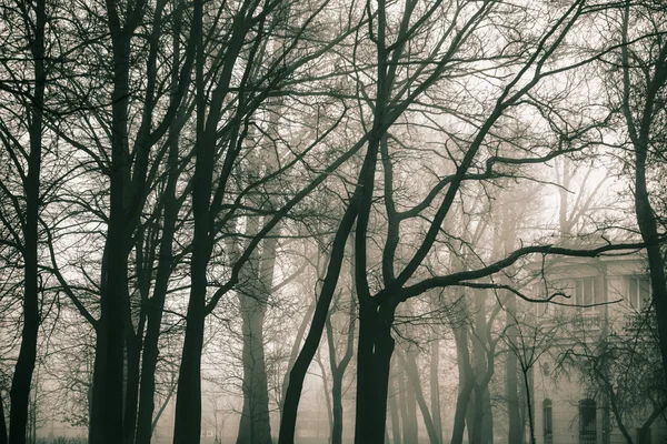 Parque de la ciudad en niebla de invierno — Foto de Stock