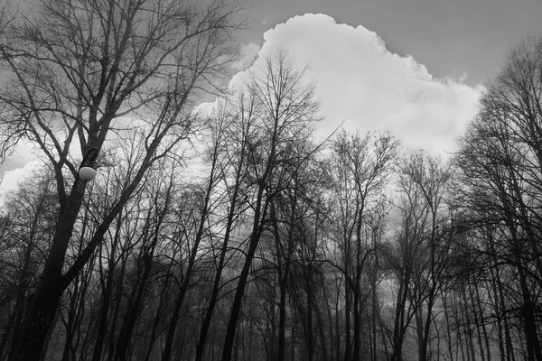 Los árboles en el parque en la niebla — Foto de Stock