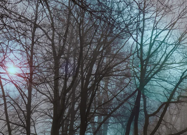 Los árboles en el parque en la niebla — Foto de Stock