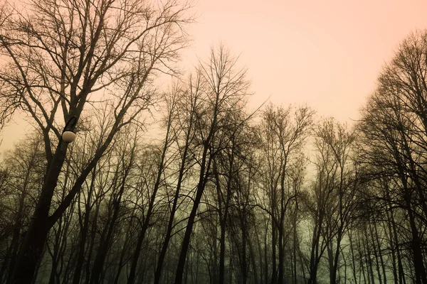 As árvores no parque no nevoeiro — Fotografia de Stock