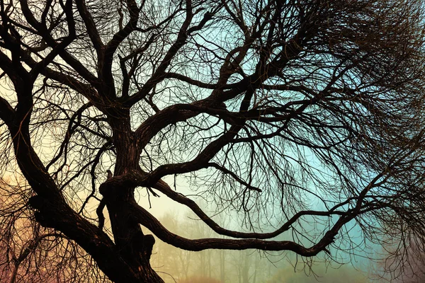 Rama curvada del árbol — Foto de Stock