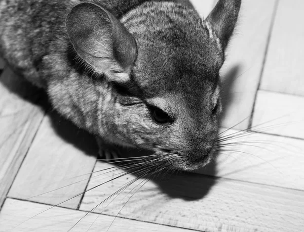 Chinchilla gris en noir et blanc — Photo