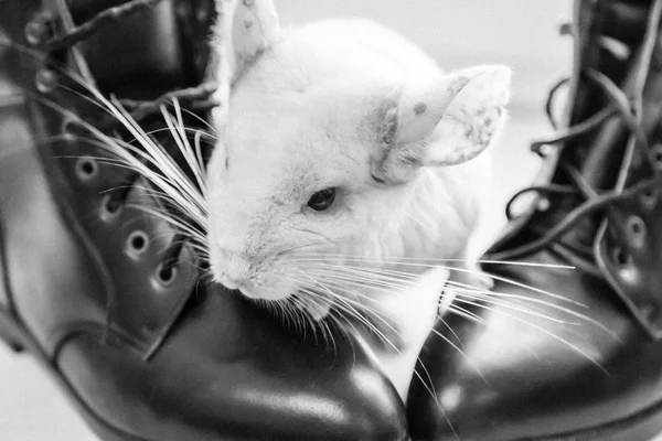 Beyaz tüylü chinchilla ile siyah çizmeler — Stok fotoğraf