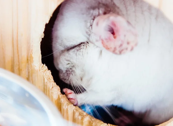 Chinchilla blanc dans la maison — Photo