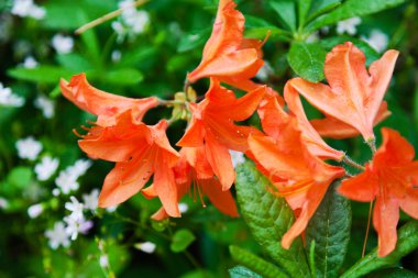 Turuncu orman gülleri