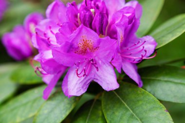 Bahçedeki mor orman gülleri