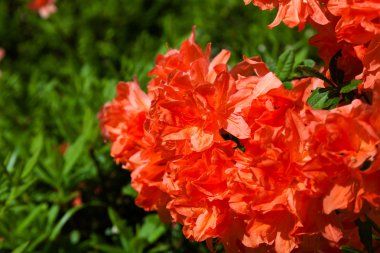 Turuncu orman gülleri