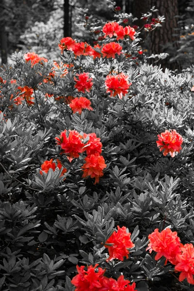 Много красных рододендронов в саду — стоковое фото