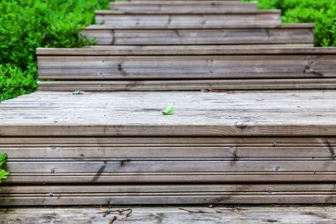 Ormanda Ahşap merdiven yakın atış