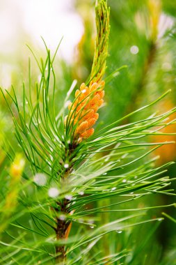 Atış pinecones ile Noel ağacı dalları kapatın