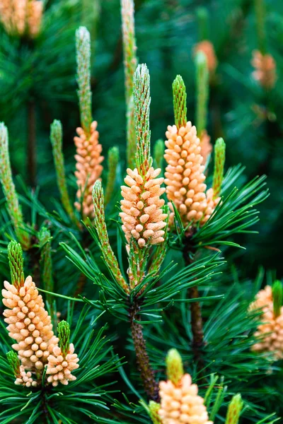 De takken van een kerstboom met pinecones sluiten schot — Stockfoto