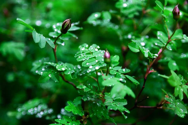 The Bush in the garden after the rain with drops leading on the