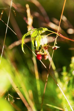 Çilek ile ahududu güneş ışığı altında fışkın