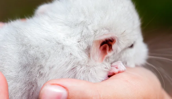 Pequena chinchila nas mãos de uma criança — Fotografia de Stock