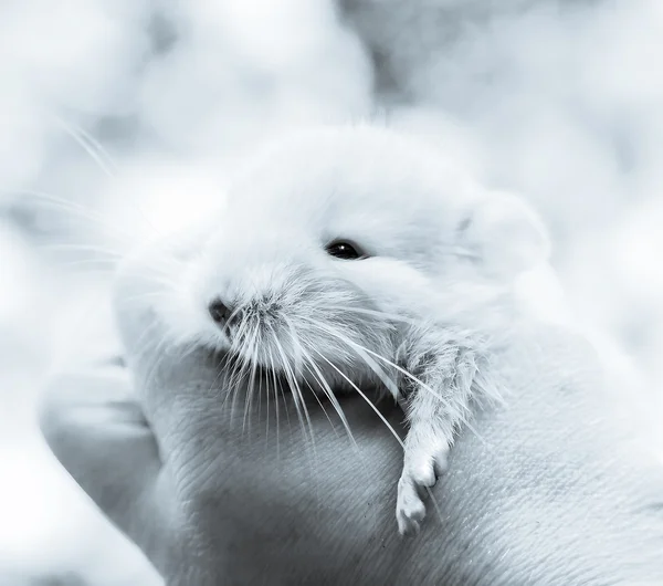 Elinde küçük chinchilla — Stok fotoğraf