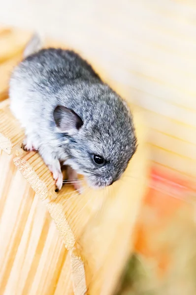 Um pouco de chinchila de bebê cinza — Fotografia de Stock