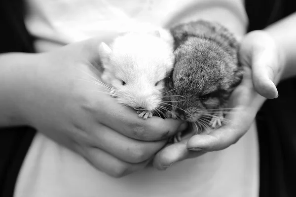 Deux bébés chinchillas dans les mains d'un enfant — Photo