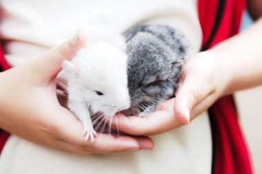 Bir çocuğun elinde iki bebek chinchillas