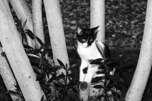Chaton noir et blanc assis entre les arbres — Photo