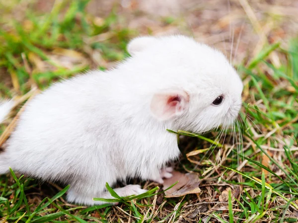 Un petit bébé chinchilla blanc — Photo