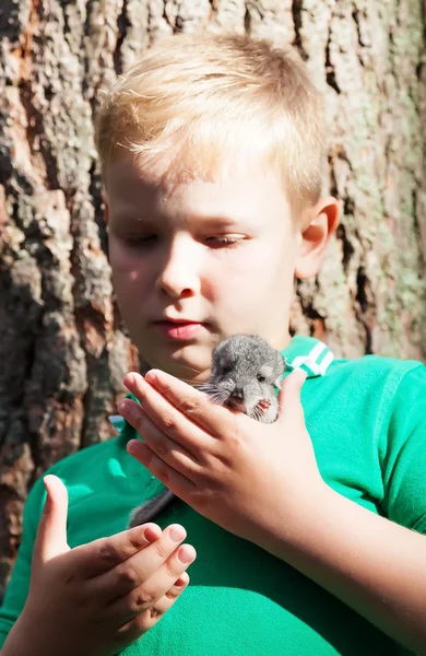 Porträtt av en pojke med Grå chinchilla på händerna — Stockfoto