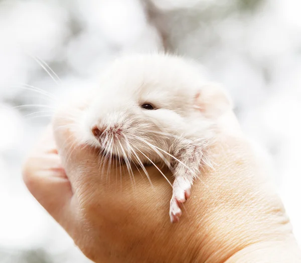 Pequeña chinchilla en la mano — Foto de Stock