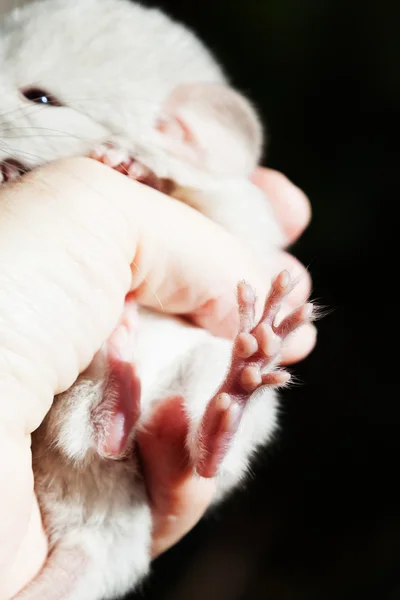 Pequena chinchila na mão — Fotografia de Stock